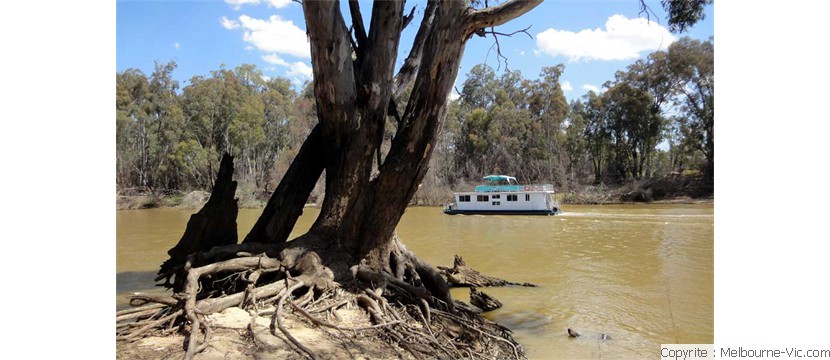 RedGum-Trees-of-the-Murray-